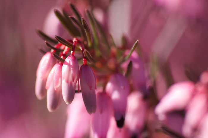 Heather
