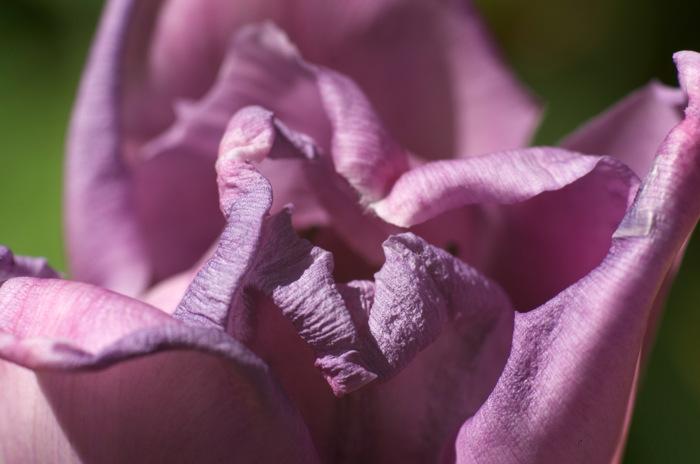 Tulip