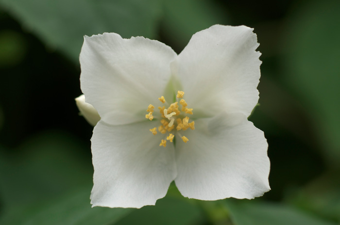 Square Flower