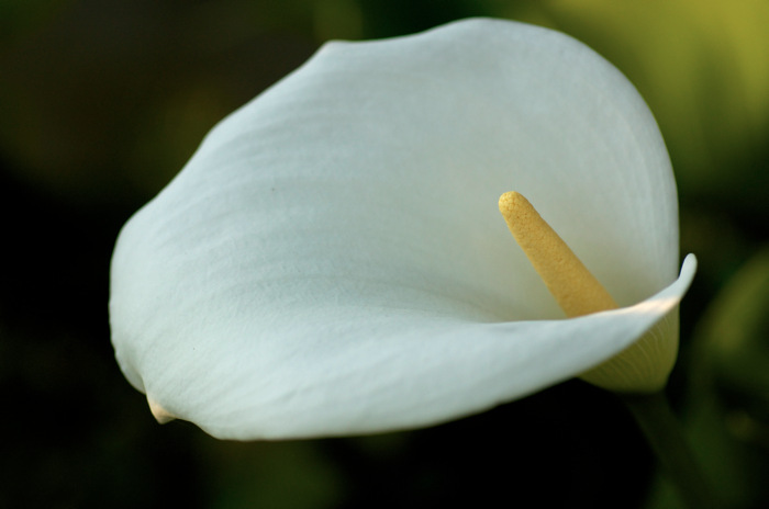 White Flower
