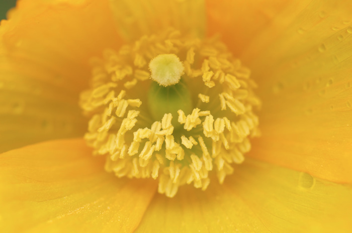 Yellow Flower