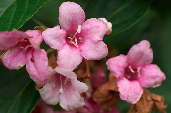 Pink Flowers