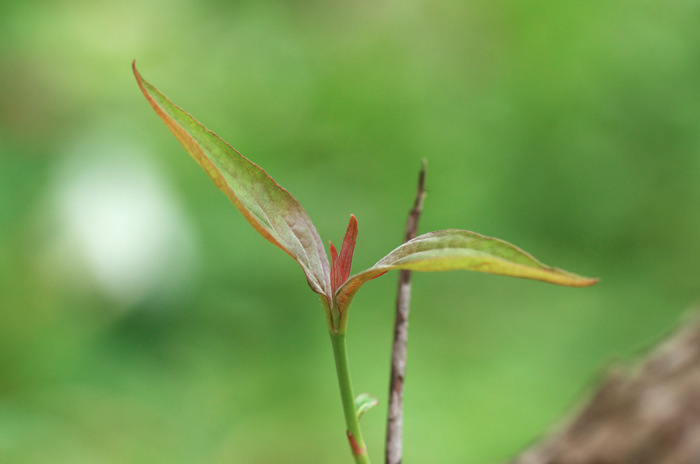 Leaf
