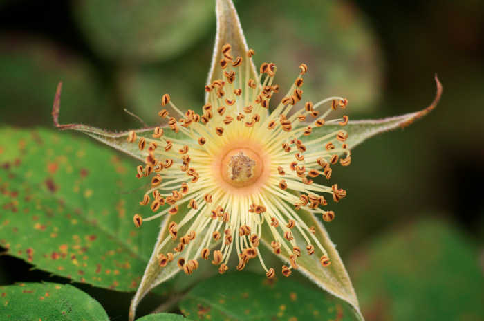 Flower Remains