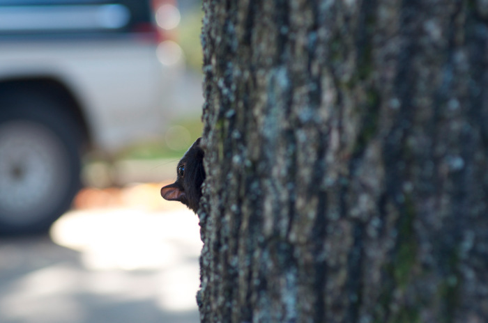 Peeking Squirrel