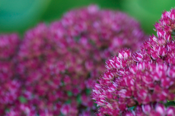 Purple Flowers