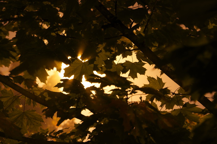 Backlit Maple Leaves
