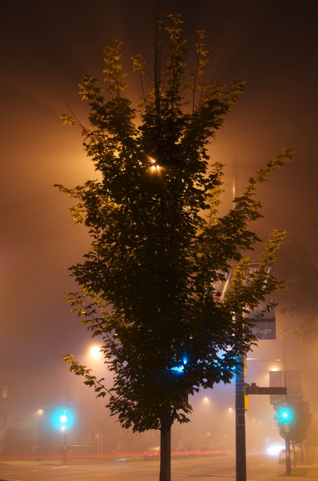Backlit Maple Tree