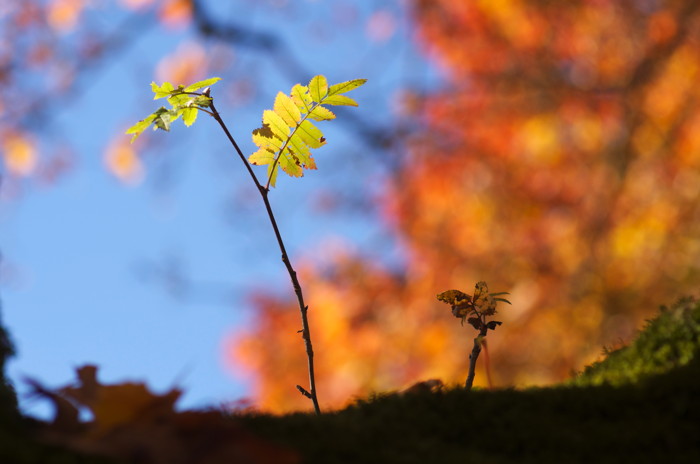 Fall Leaves
