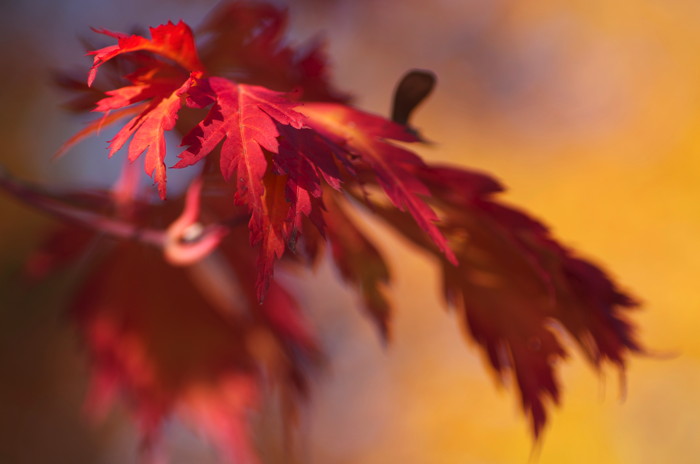 Red Leaves