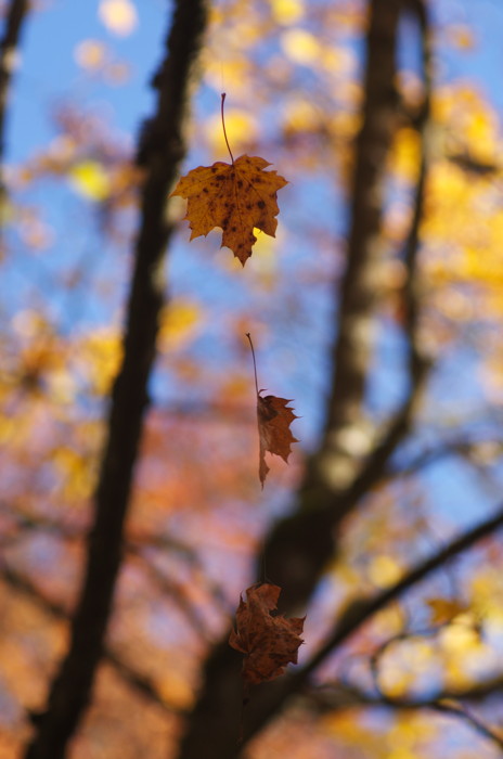 Suspended Leaves