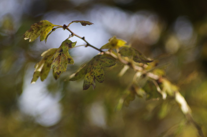 Leaves