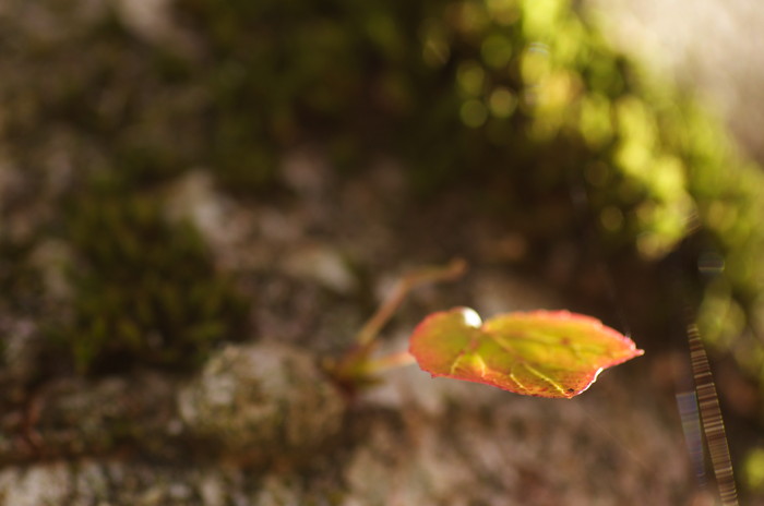 Leaf