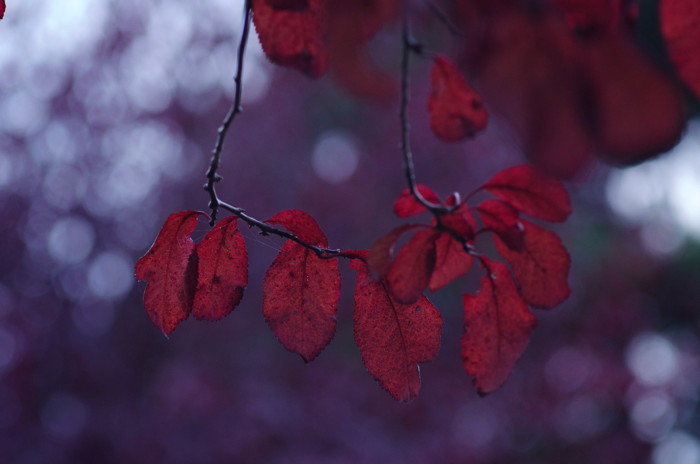 Red Leaves