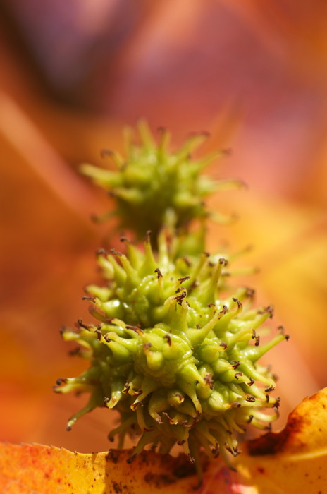 Seed Things