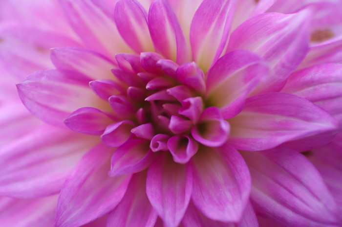 Pink Flower
