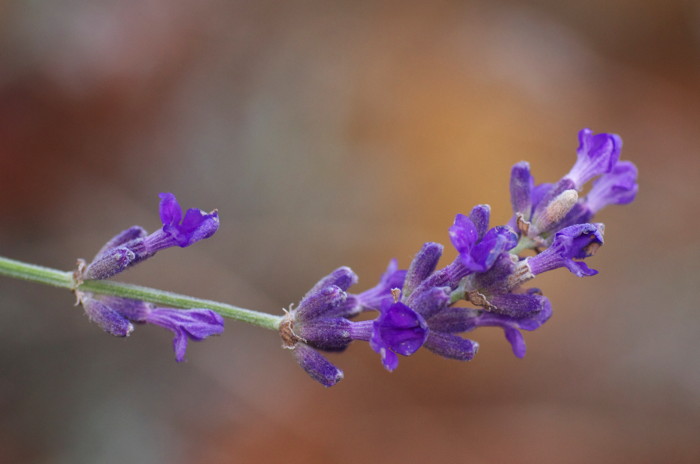 Purple Flowers