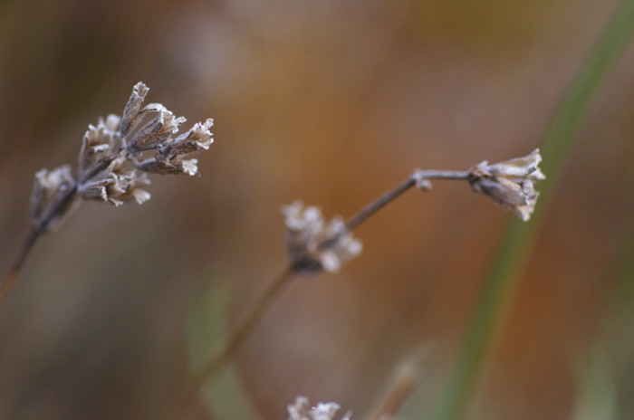 Dead Flowers