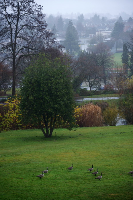 Foggy Park