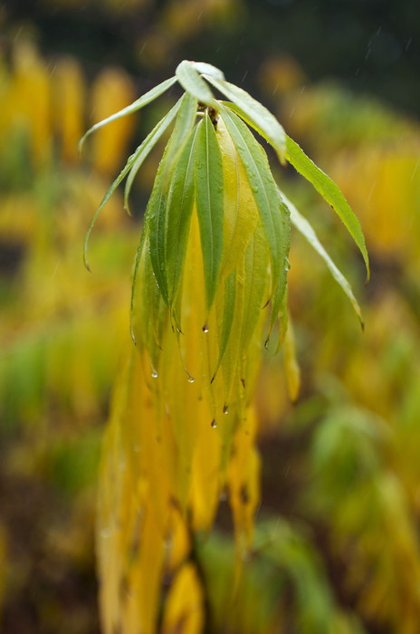 Yellow Leaves