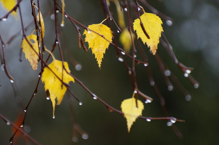 Yellow Leaves