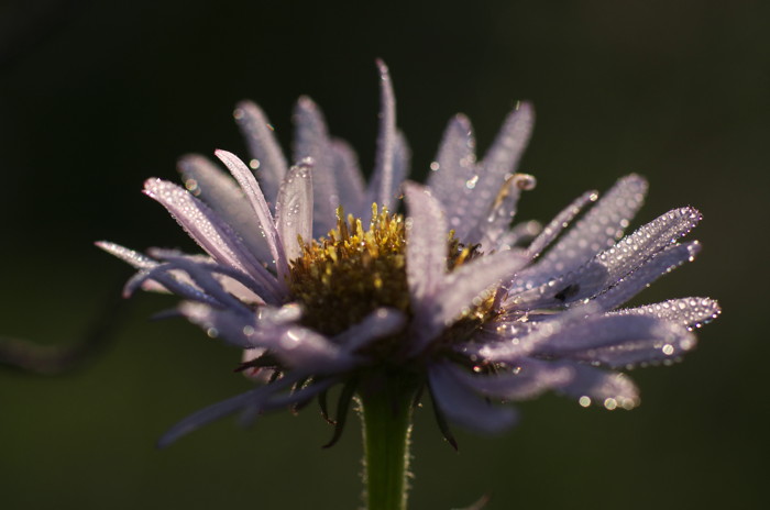 Wet Flower