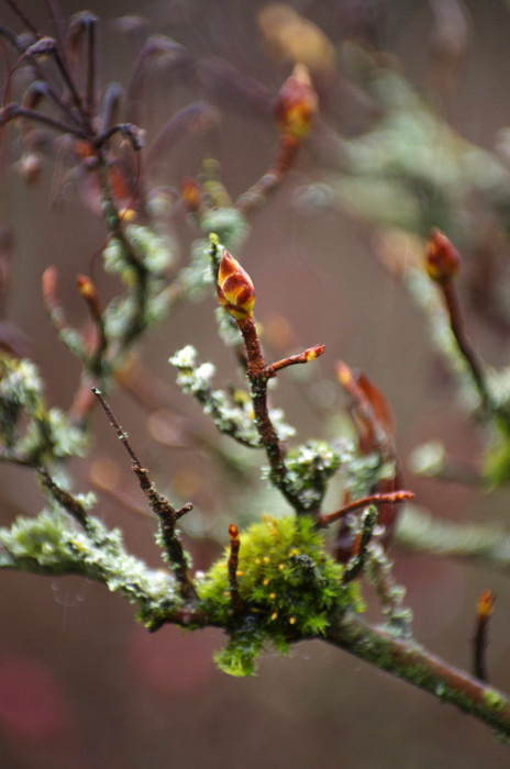 Bud