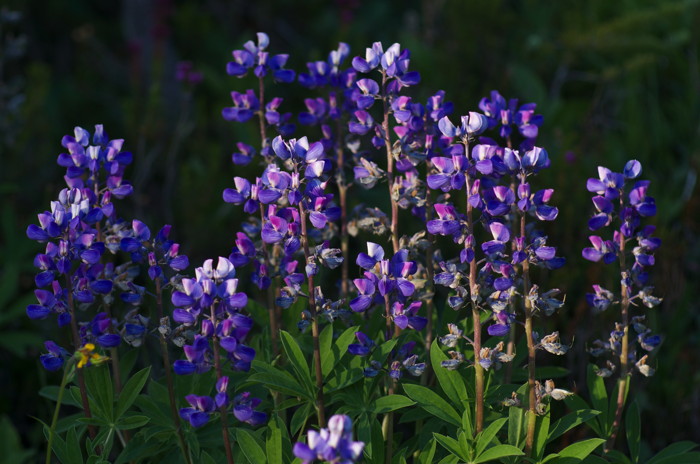 Lupine