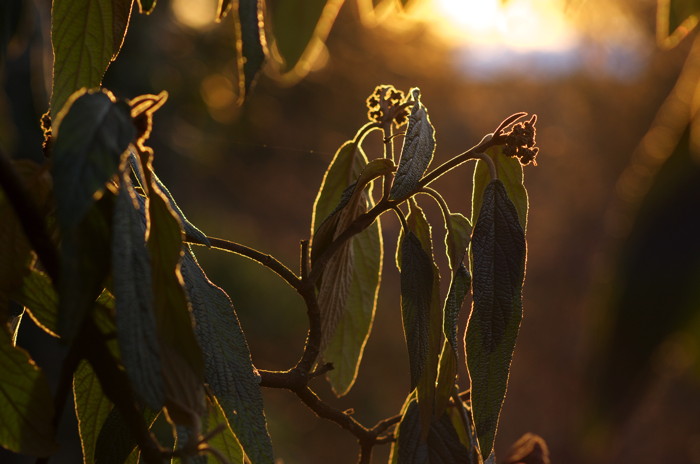 Backlit Leaves