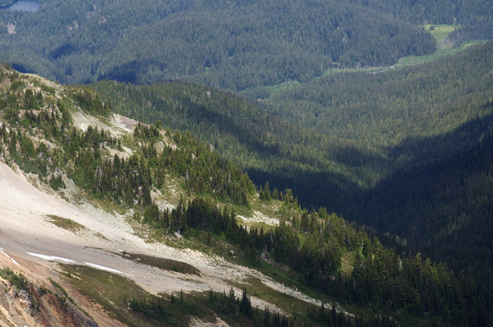Forested Hills