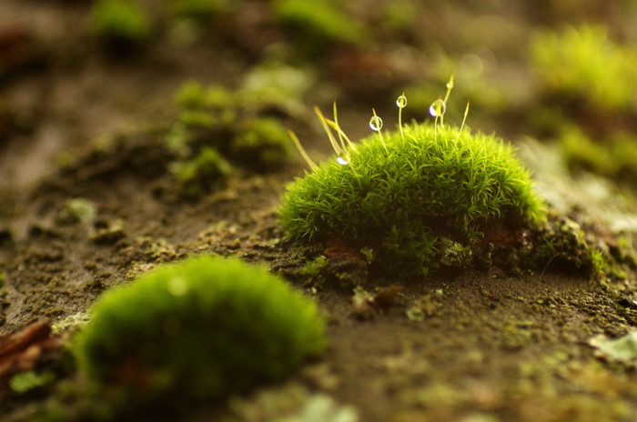 Moss