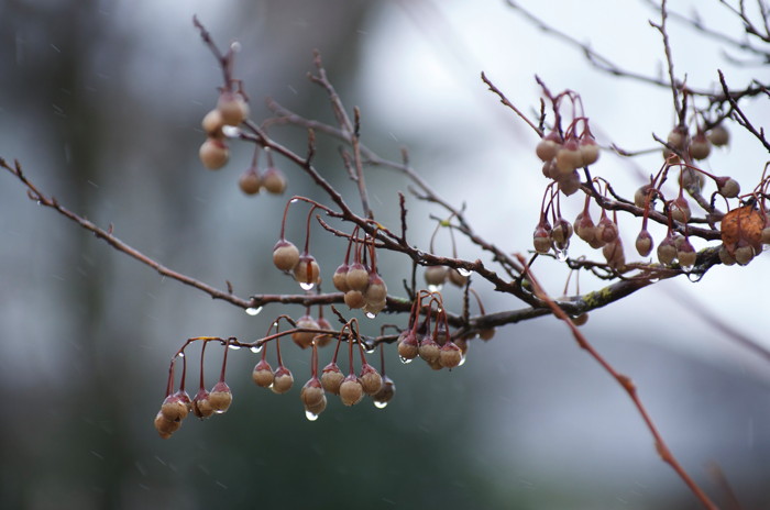 Wet Tree