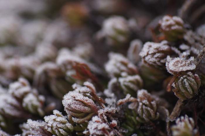 Frosty Plant