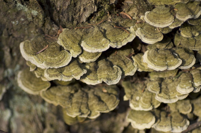 Lichen
