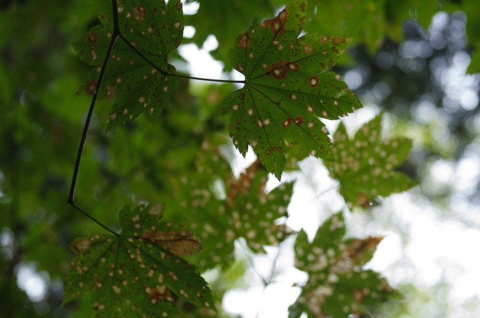 Maple Leaves