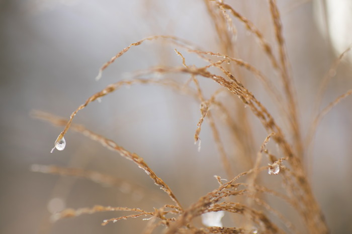 Grass Seeds