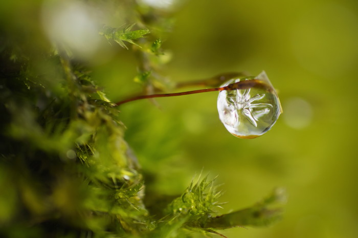 Frozen Drop