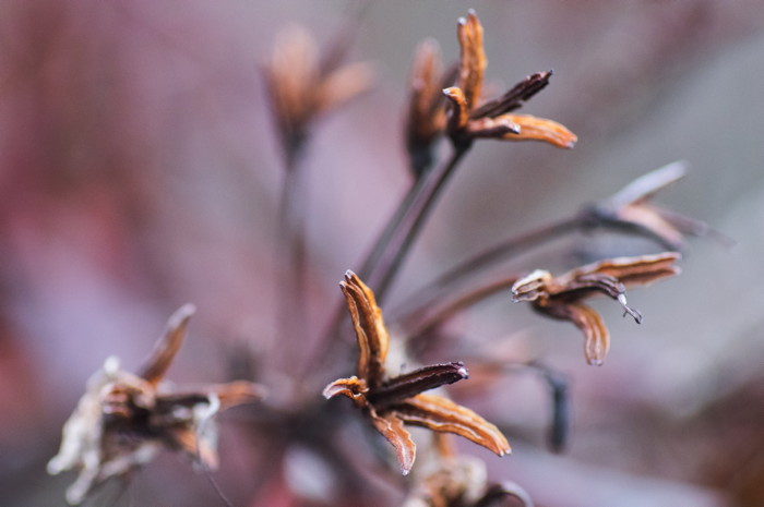 Dried Flowers