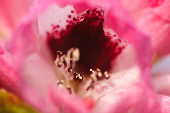 Pink Flower