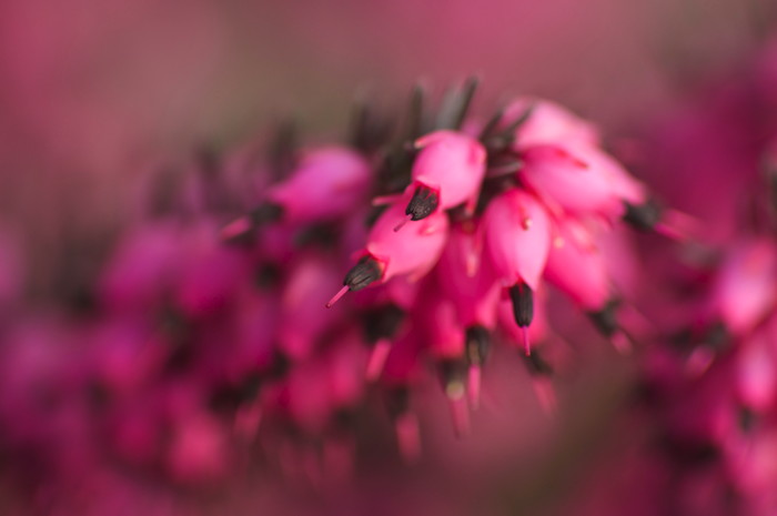 Heather