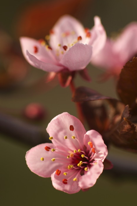 Cherry Blossoms