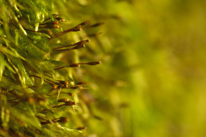 Moss