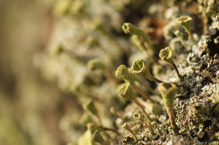 Lichen