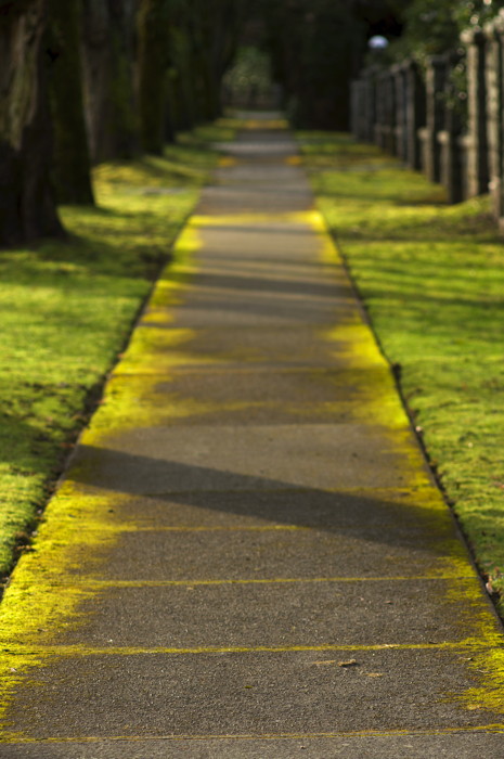 Mossy Sidewalk