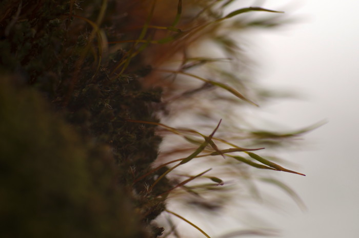 Moss