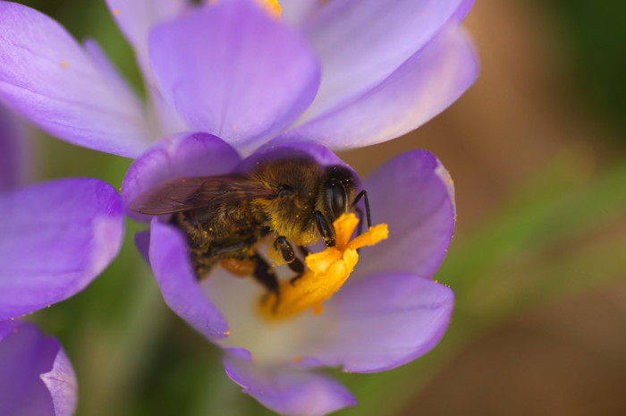 Bee On Crocus