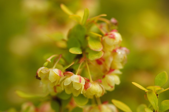 Yellow Flowers