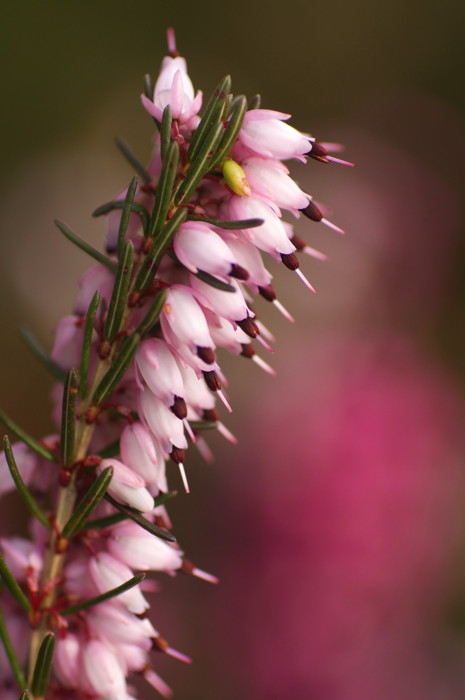 Heather