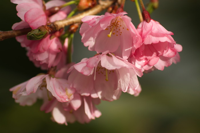 Pink Flowers