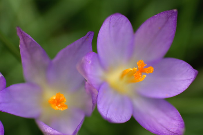 Crocuses